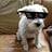 schnoodle
